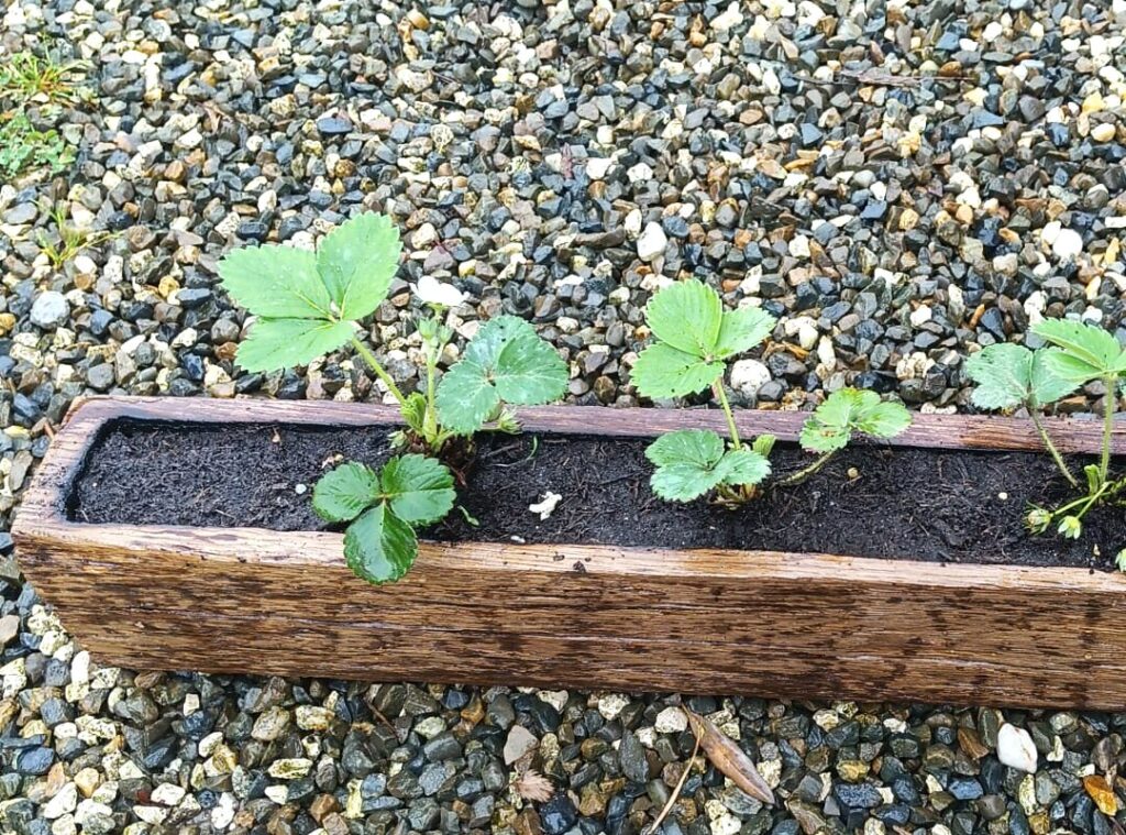 Jardinière à fraisiers taillée dans un bois de charpente deux fois centenaire