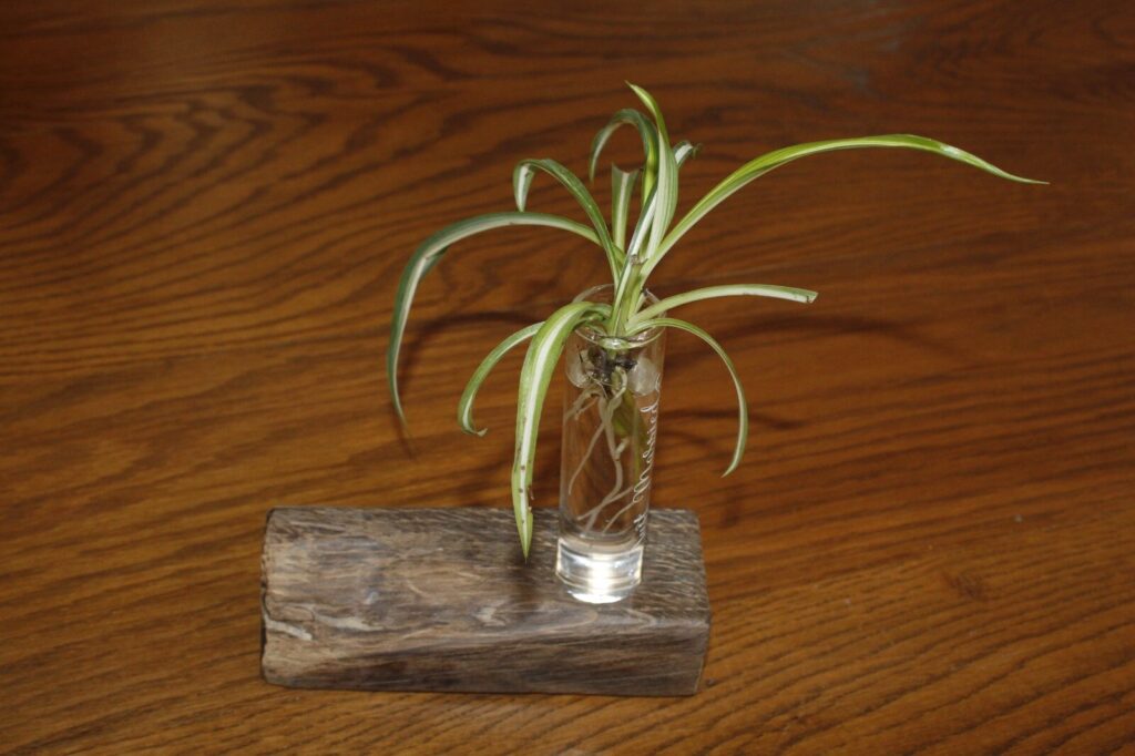 Soliflore : tube de verre planté dans un morceau de poutre de récupération